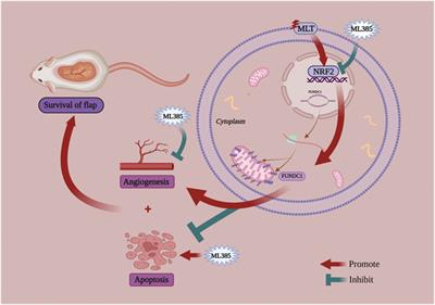 Melatonin Improved the Survival of Multi-Territory Perforator Flaps by Promoting Angiogenesis and Inhibiting Apoptosis via the NRF2/FUNDC1 Axis